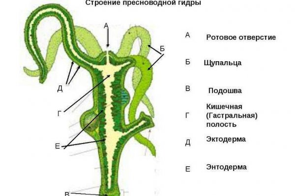 Правильная ссылка на кракен