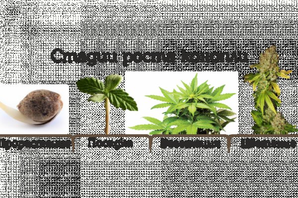 Сайт krn